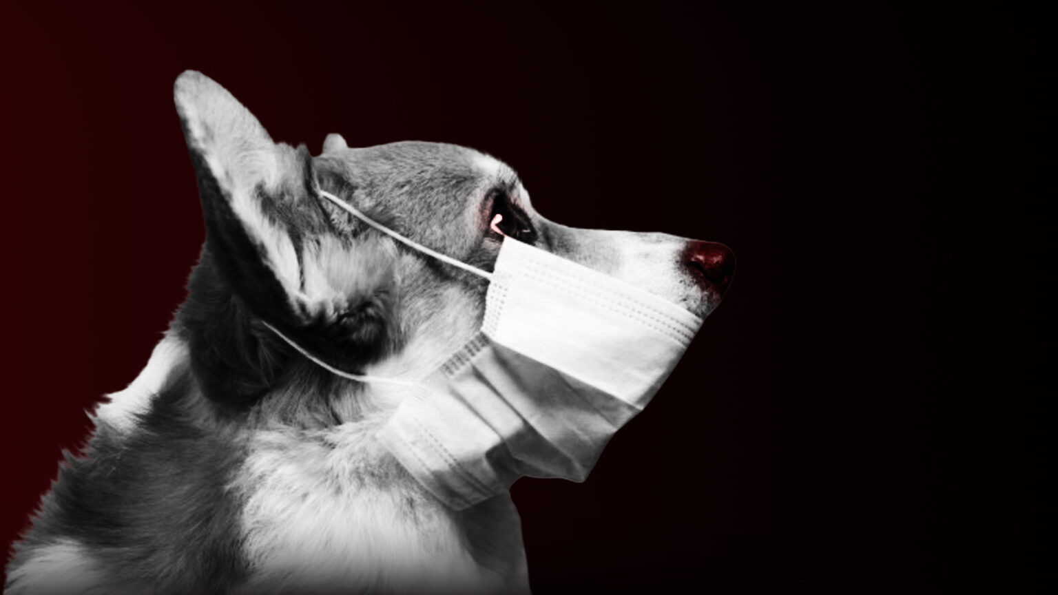 In several US states, dogs have developed an unusual respiratory disease